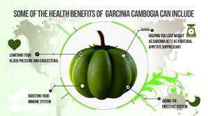 My pure garcinia cambogia diet - instructions - France - la revue 