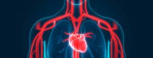 Cardiol - pour l'hypertension - composition - action - comprimés